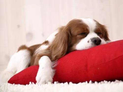Imágenes Tiernas de Perritos Durmiendo | Imagenes para Facebook [FB]