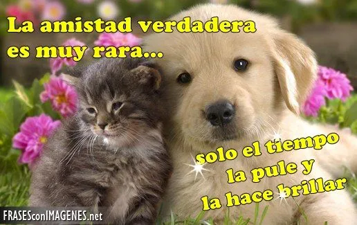 Imágenes tiernas de amistad con frases ~ Imagenes de amistad Imágenes tiernas de amistad con frases ~ Imagenes de amistad
