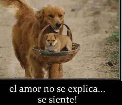 Imagenes tiernas de Perritos con mensajes | Imagenes de Frases [ Imagenes tiernas de Perritos con mensajes | Imagenes de Frases [