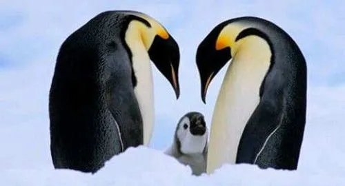 Imágenes tiernas de pingüinos | Imagenes Tiernas - Imagenes de Amor Imágenes tiernas de pingüinos | Imagenes Tiernas - Imagenes de Amor