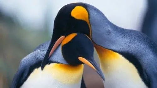 Imágenes tiernas de pingüinos | Imagenes Tiernas - Imagenes de Amor Imágenes tiernas de pingüinos | Imagenes Tiernas - Imagenes de Amor