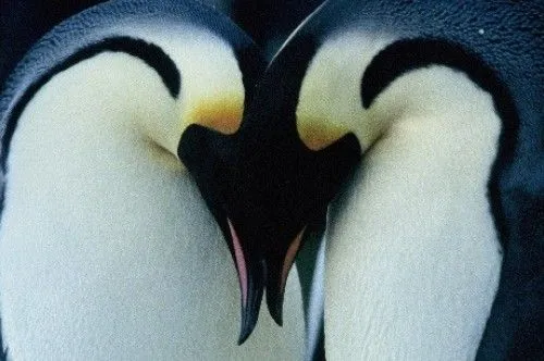 Imágenes tiernas de pingüinos | Imagenes Tiernas - Imagenes de Amor