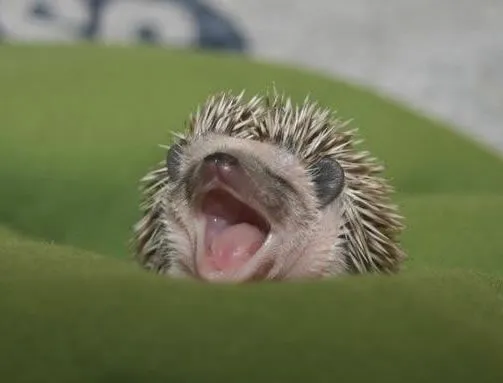 Imágenes tiernas de puercoespines bebés | Imagenes Tiernas ...