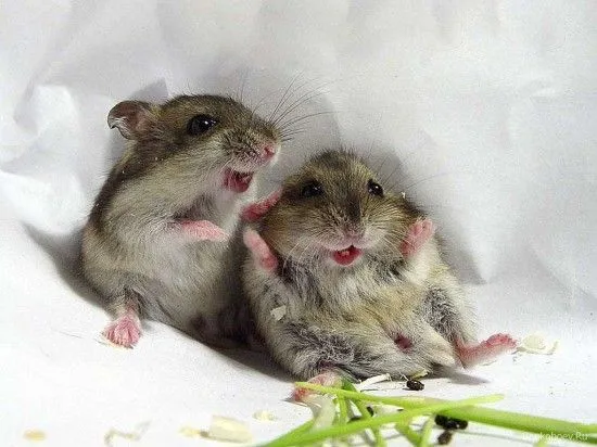 imágenes tiernas de ratoncitos | Imagenes Tiernas - Imagenes de Amor imágenes tiernas de ratoncitos | Imagenes Tiernas - Imagenes de Amor