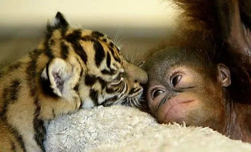 imagenes tiernas de tigres bebes MEMES Pictures imagenes tiernas de tigres bebes MEMES Pictures