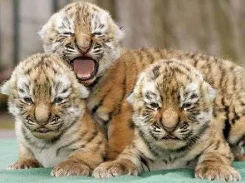 Tigres tiernos bebés - Imagui