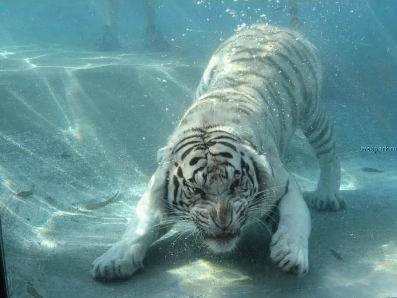 Imagenes de tigres HD - Imagui