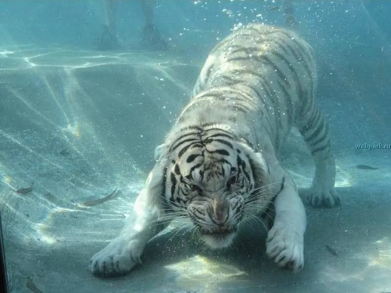 Fotos de tigres - Imagui