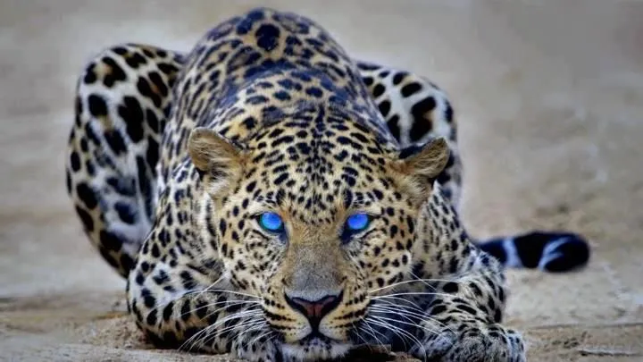 Fondos de Escritorio de Leones, Leopardos y Tigres | BloggerGifs Fondos de Escritorio de Leones, Leopardos y Tigres | BloggerGifs