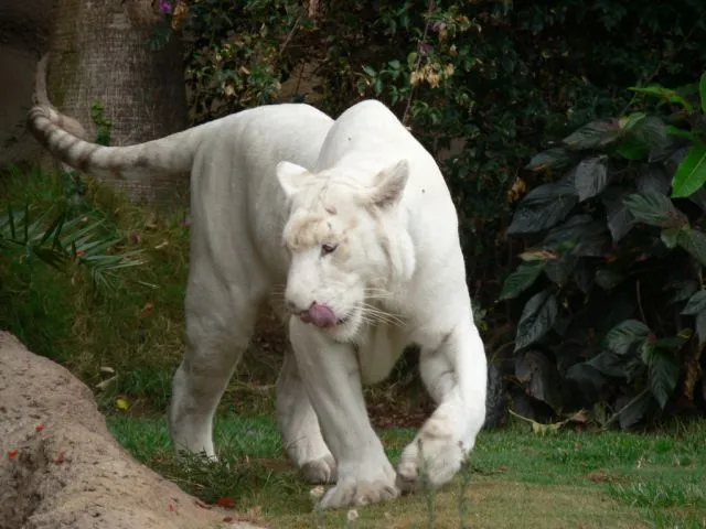 TIGRE ALBINO EN PLENO MOVIMIENTO | fotos de Varias TIGRE ALBINO EN PLENO MOVIMIENTO | fotos de Varias