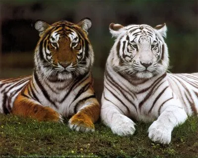 tigres
