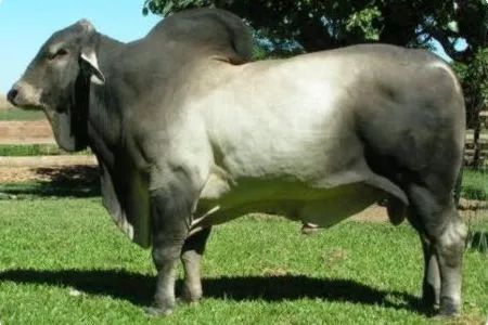 Razas de toros - Imagui