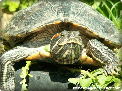 Imagenes de tortuga - Imagenes romanticas de amor para facebook ...
