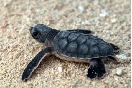 Imágenes de tortugas marinas | TORTUGAMARINAPEDIA Imágenes de tortugas marinas | TORTUGAMARINAPEDIA