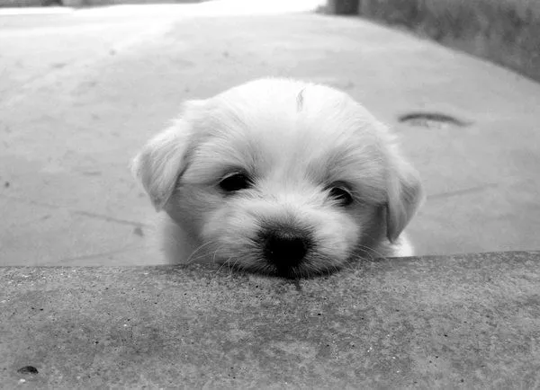 Imagenes tristes de un cachorro - Imagui