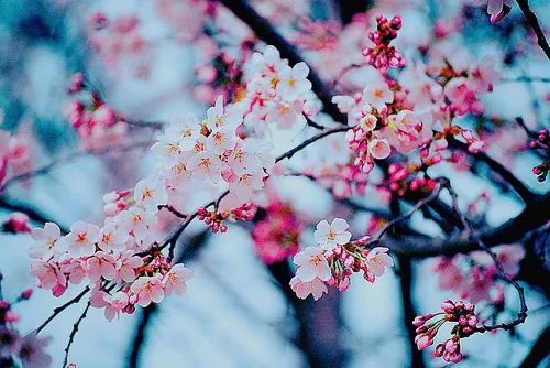 Flores on tumblr - Imagui