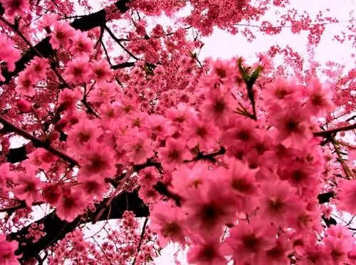 imagenes de flores tumblr - IMG MLP