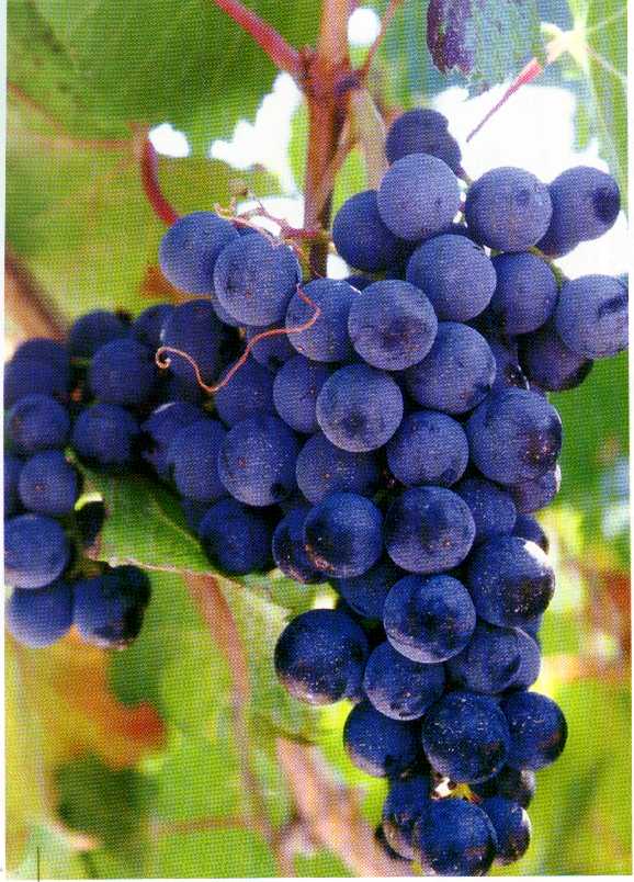 Imagenes de uva ~ Vida Blogger
