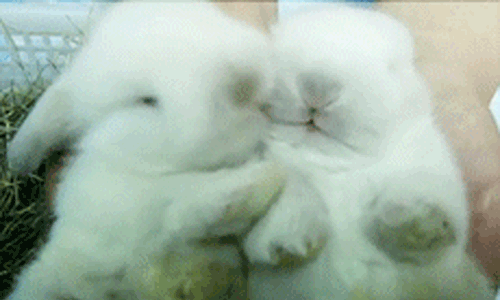 Imagenes que se ven en las redes Sociales: Tiernos Conejitos GIF Imagenes que se ven en las redes Sociales: Tiernos Conejitos GIF