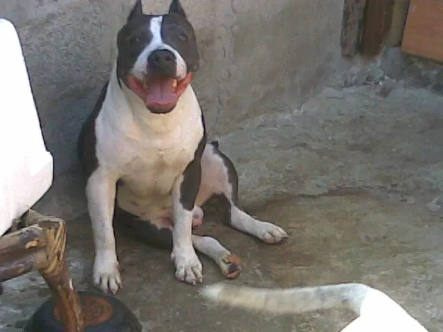 Imágenes de SE VENDE CACHORRITS BULL TERRIER STANFORD en Ciudad Madero Imágenes de SE VENDE CACHORRITS BULL TERRIER STANFORD en Ciudad Madero