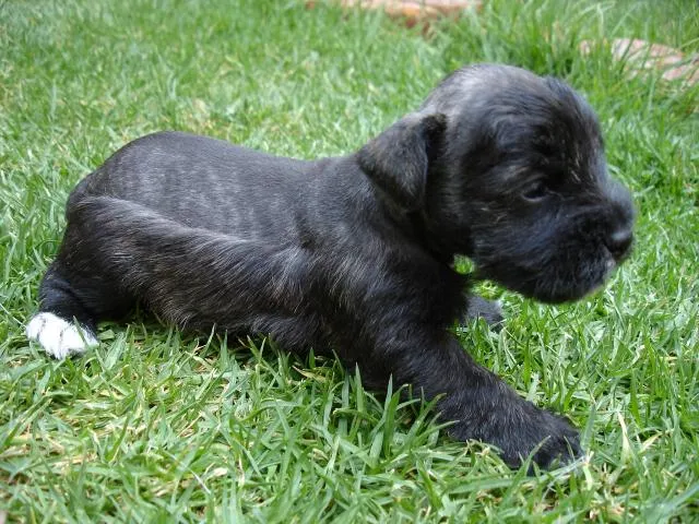 Imágenes de vendo cachorritos schnauzer miniatura en Melchor Ocampo