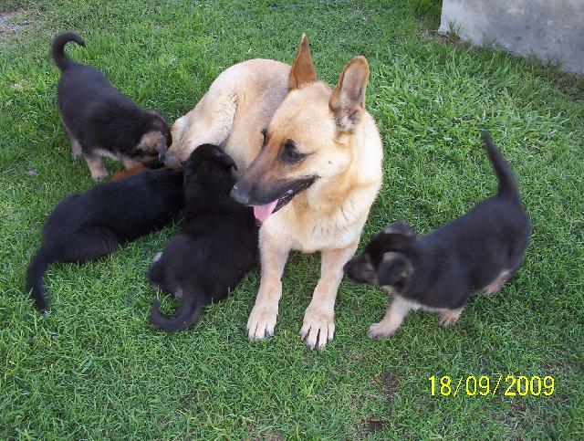 Imágenes de Vendo Cachorros Pastor Aleman en Tezoyuca