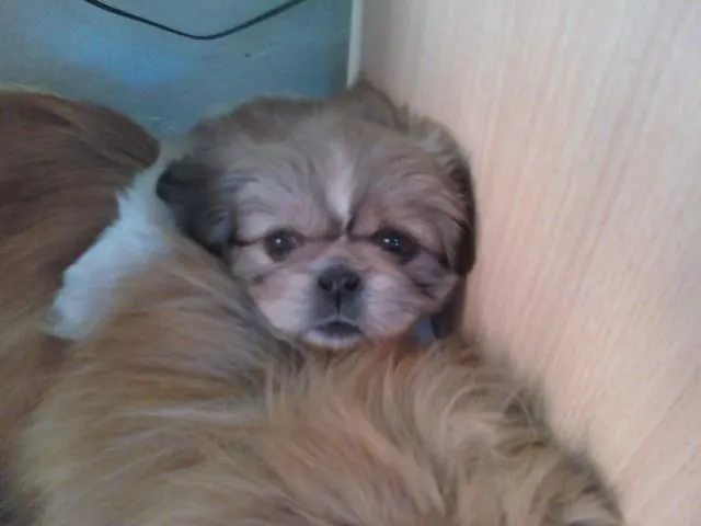Imágenes de vendo cachorros pequineses en Mar del Plata Imágenes de vendo cachorros pequineses en Mar del Plata