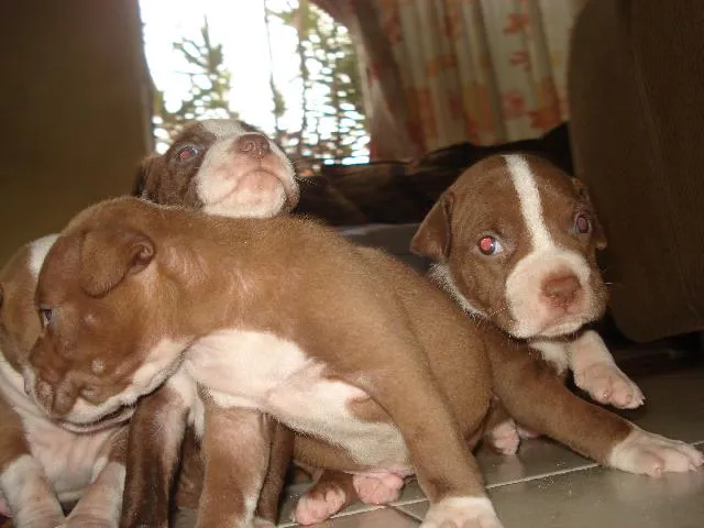 Imágenes de vendo cachorros pitbull en Benito Juárez Imágenes de vendo cachorros pitbull en Benito Juárez