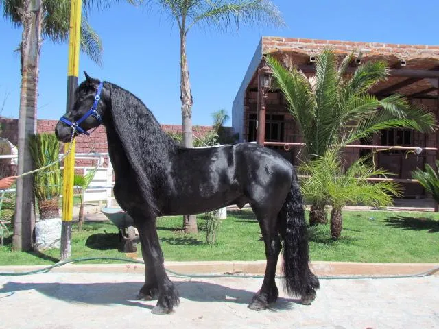Imágenes de Venta de Caballos Frisones, Frison, Frisian ó... en ... Imágenes de Venta de Caballos Frisones, Frison, Frisian ó... en ...