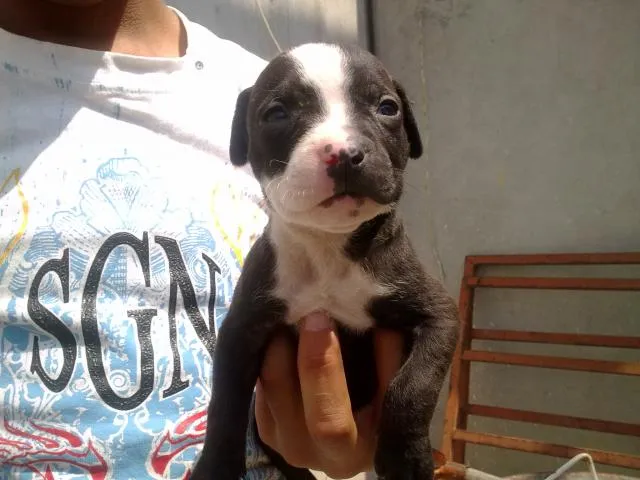 Imágenes de Venta de Cachorros Pitbull y Pitbull Blue Fawn en ... Imágenes de Venta de Cachorros Pitbull y Pitbull Blue Fawn en ...