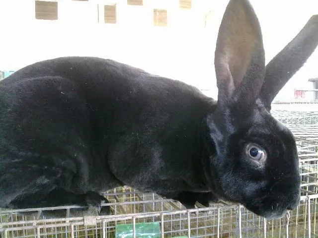 Imágenes de Venta de Conejos en Tula de Allende Imágenes de Venta de Conejos en Tula de Allende