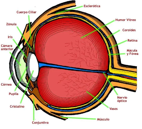 Vista - BiologíaparaTorpes.weebly.com