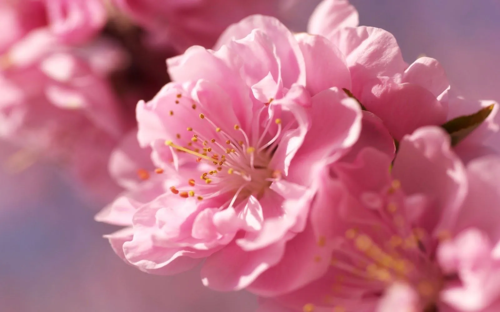Imagenes y Wallpapers: Fondo de Pantalla Flores rosas Imagenes y Wallpapers: Fondo de Pantalla Flores rosas