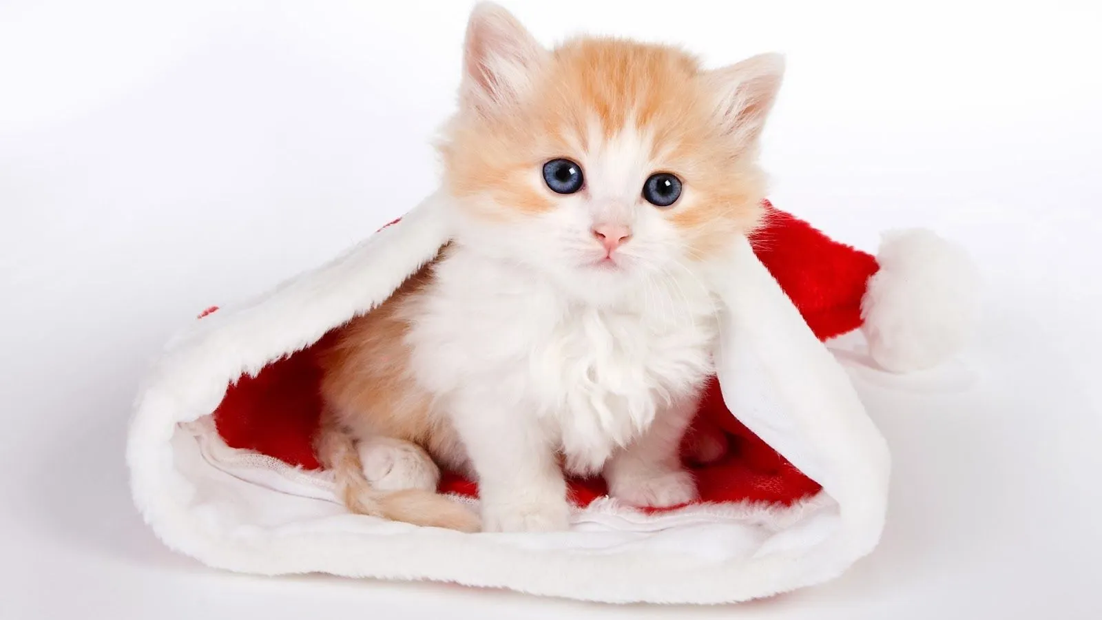 Imagenes y Wallpapers: tierno gatito en gorro navideño - Imagen de ... Imagenes y Wallpapers: tierno gatito en gorro navideño - Imagen de ...