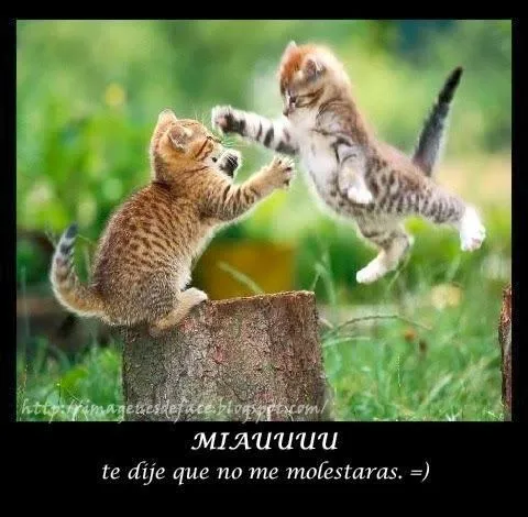 Imagenes para Whatsapp: Imagenes de gatos para whatsapp Imagenes para Whatsapp: Imagenes de gatos para whatsapp