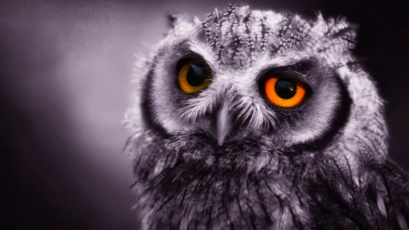 Imagenes ZT - Descarga fondos HD: Fondo de Pantalla Animales buho ... Imagenes ZT - Descarga fondos HD: Fondo de Pantalla Animales buho ...