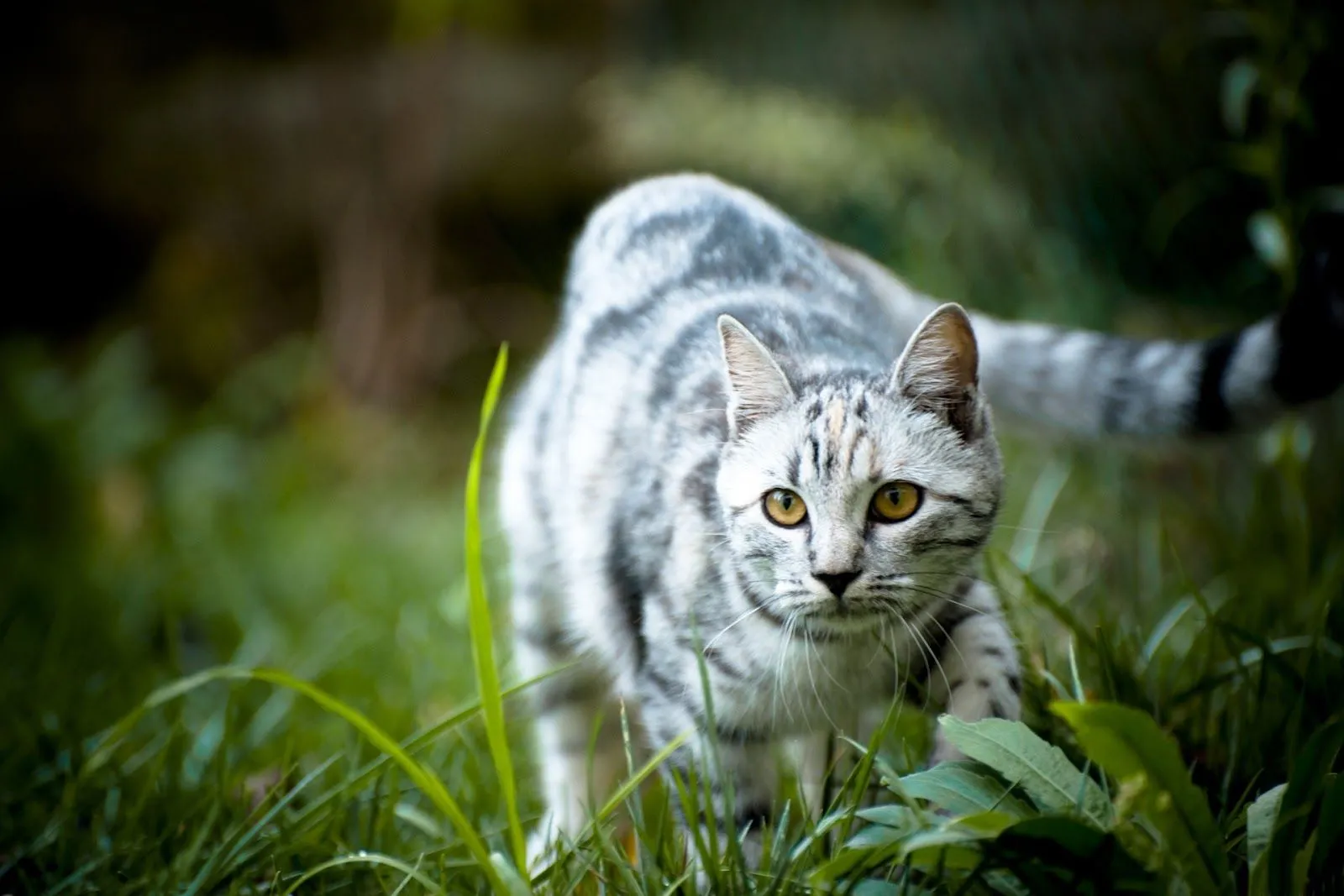 Imagenes ZT - Descarga fondos HD: Fondo de Pantalla Animales Gato ... Imagenes ZT - Descarga fondos HD: Fondo de Pantalla Animales Gato ...