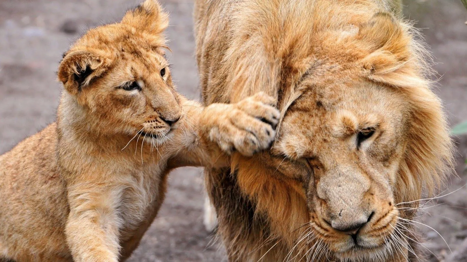 Imagenes ZT - Descarga fondos HD: Fondo de Pantalla Animales Leones Imagenes ZT - Descarga fondos HD: Fondo de Pantalla Animales Leones