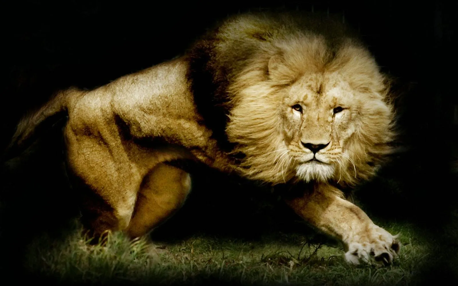 Imagenes ZT - Descarga fondos HD: Fondo de Pantalla Animales Leon ... Imagenes ZT - Descarga fondos HD: Fondo de Pantalla Animales Leon ...