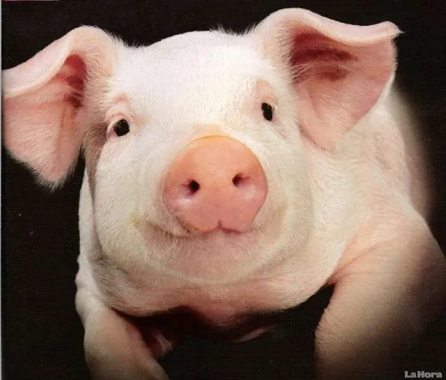 Imagenes de chanchos - Imagui