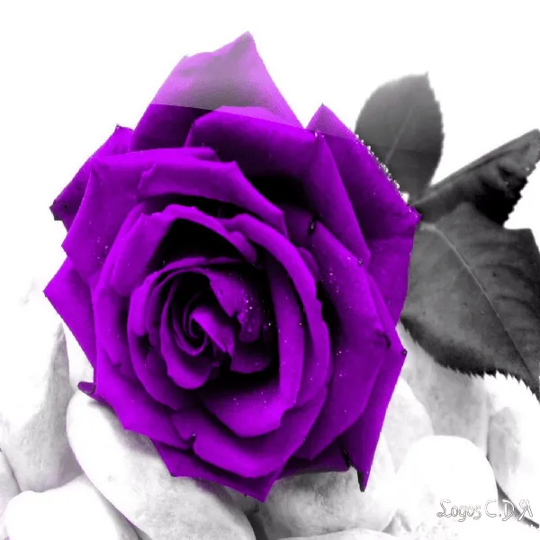 imagenesde24: Imagenes De Rosas Brillosas