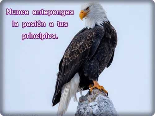 imagenes+de+aguila+con+frases+ ...