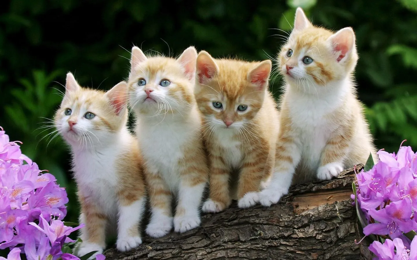 mi blog: IMAGENES DE GATITOS TIERNOS