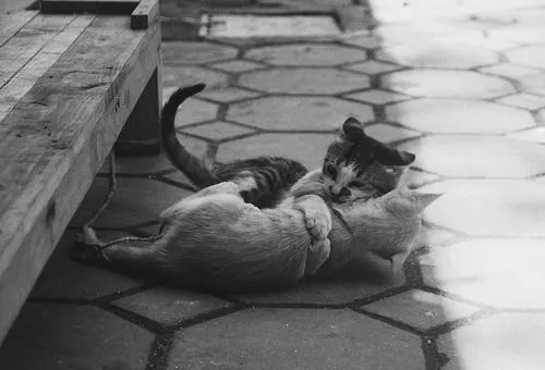 Imagenes/GIFs en Blanco y Negro - Fornewssites!