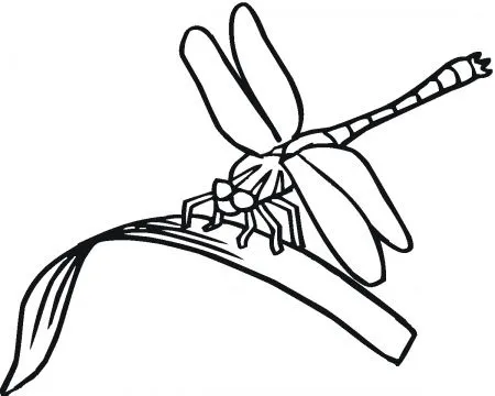 Imagens de Libélula - Imagens e Desenhos de Insetos | Exercícios ... Imagens de Libélula - Imagens e Desenhos de Insetos | Exercícios ...