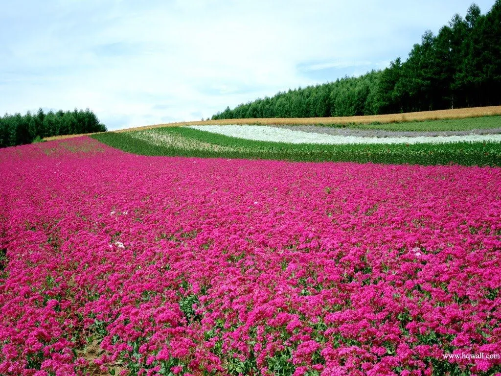 Imagens de Rosas e Flores: Lindos Campos de Flores Imagens de Rosas e Flores: Lindos Campos de Flores