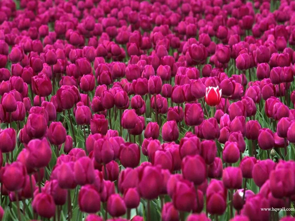 Imagens de Rosas e Flores: Lindos Campos de Flores