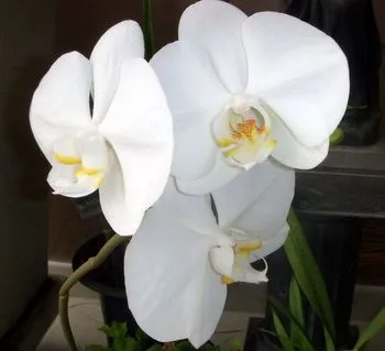 Imagens+de+flores+lindas