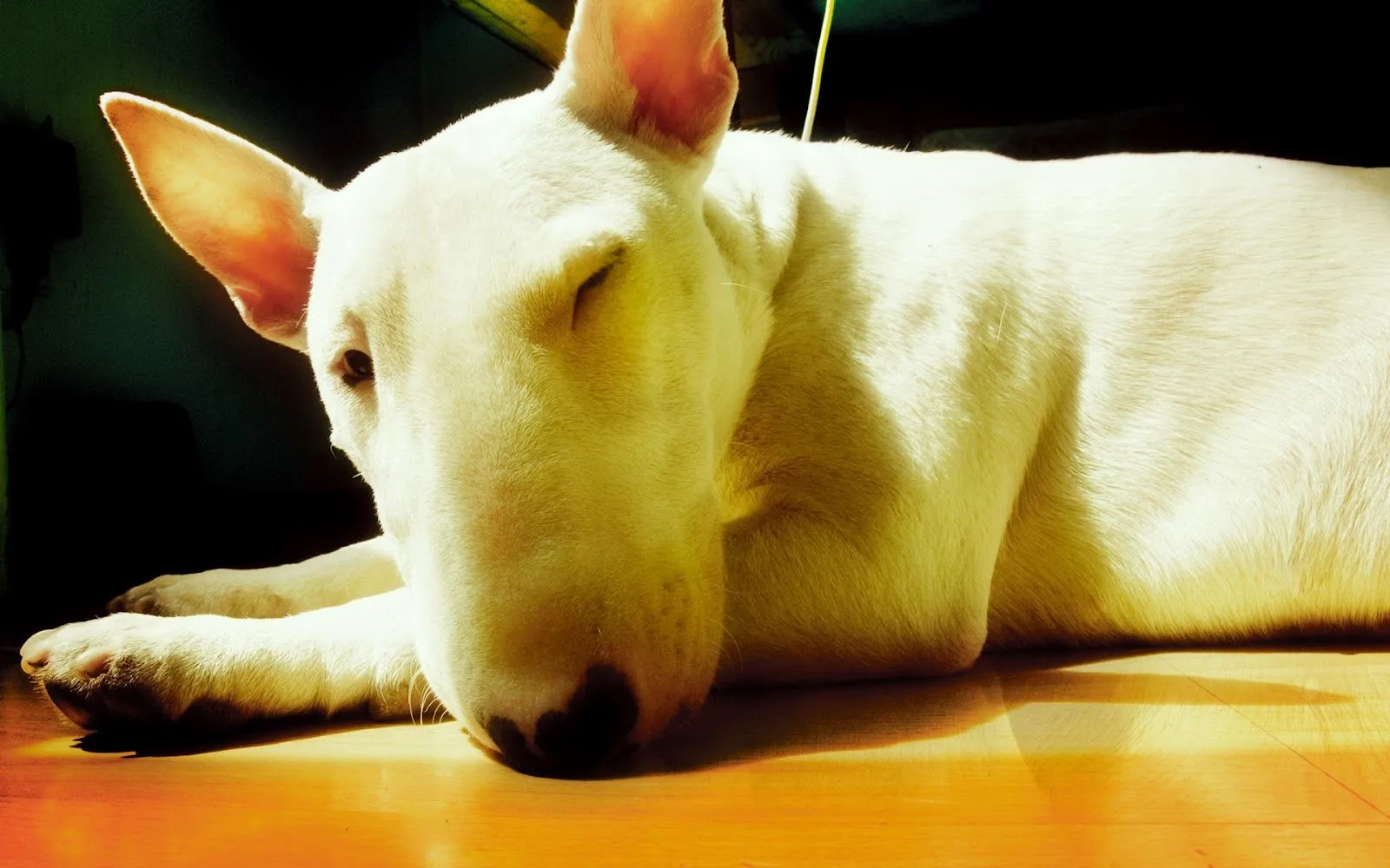 Images For > Bull Terrier Wallpaper