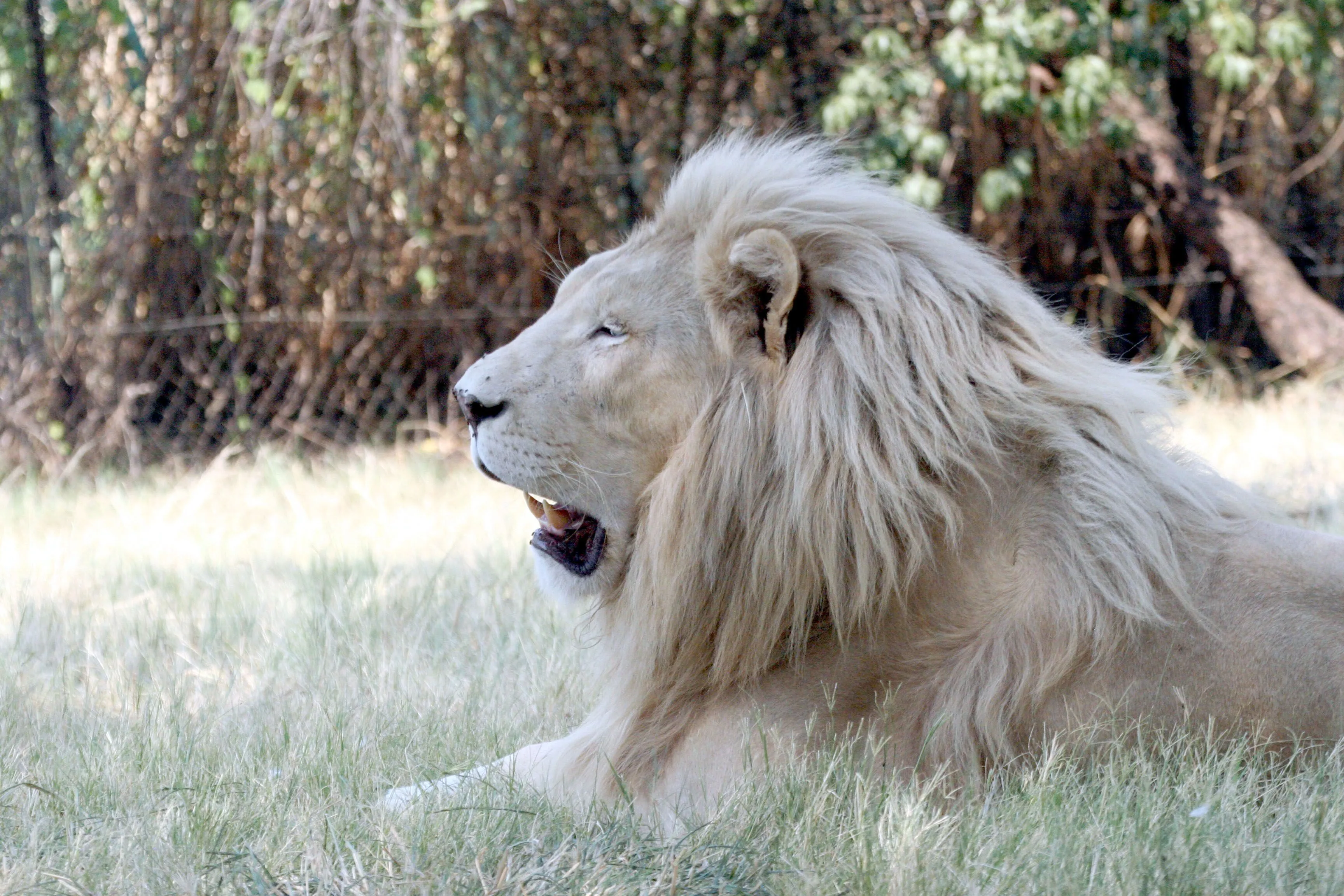 Images For > Leones Blancos